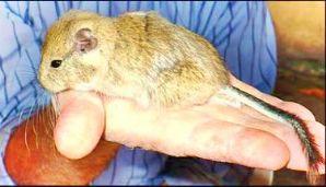 Conoce al T. kirchnerorum, nuevo roedor patagónico