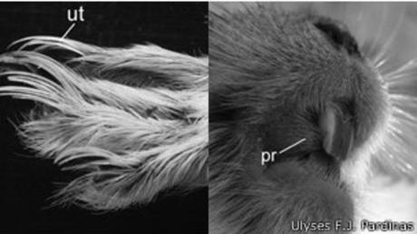 Conoce al T. kirchnerorum, nuevo roedor patagónico