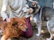 "Los perros Antonia"