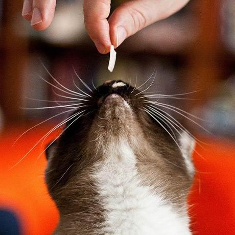 gato recibiendo una golosina