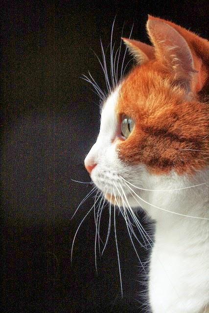 Mis Creaciones ✄✄: Conjunto Collar y Pulsera Señor Don Gato