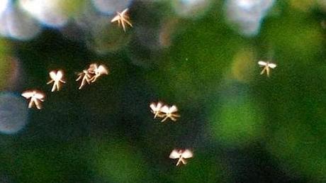 ¿Existen las hadas?