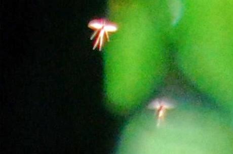 ¿Existen las hadas?