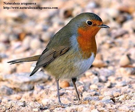 El Petirrojo (Erithacus rubecula L.) en Aragón - European Robin