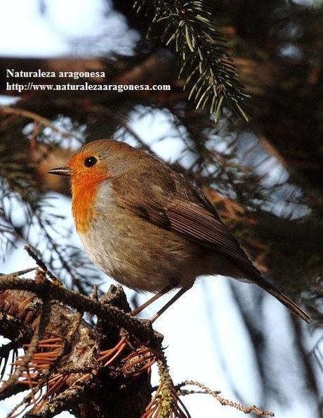 El Petirrojo (Erithacus rubecula L.) en Aragón - European Robin