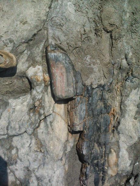 fósiles en Asturias (planta fosilizada)