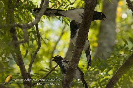 Frutero overo (Magpie Tanager) Cissopis leverianus
