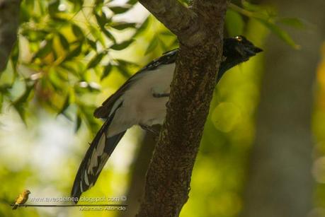 Frutero overo (Magpie Tanager) Cissopis leverianus