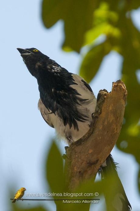 Frutero overo (Magpie Tanager) Cissopis leverianus