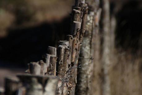 Profundidad de Campo Madera