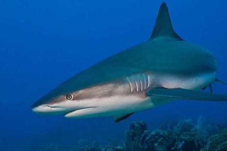 evolución del tiburón