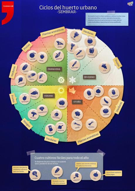 Ciclos del huerto urbano. Sembrar #infografía #Siembra #Cultivos