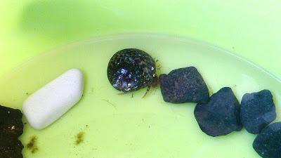 Mi ermitaño amigo Henry