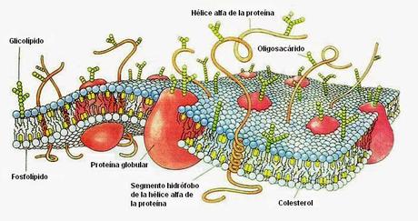 Fosforilación: la gran desconocida.