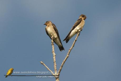 Golondrina ribereña ( Southern rough-winged Swallow) Stelgidopteryx ruficollis