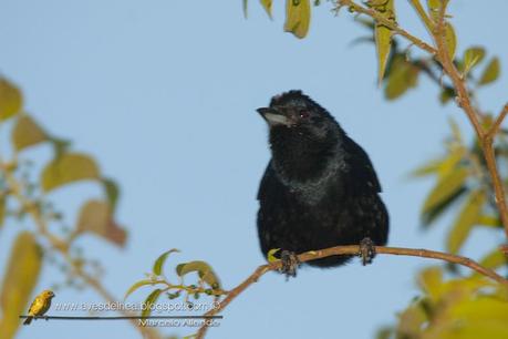 Frutero coronado (Ruby-crowned Tanager) Tachyphonus coronatus