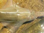 Australia, última esperanza para fascinante sierra