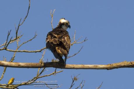 Águila pescadora (Osprey) Pandion haliaetus