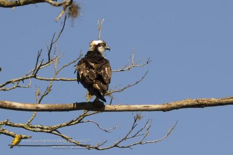 Águila pescadora (Osprey) Pandion haliaetus