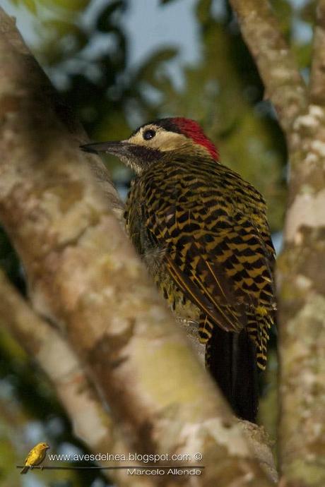 Carpintero real (Green-barred Woodpecker) Colaptes melanochloros