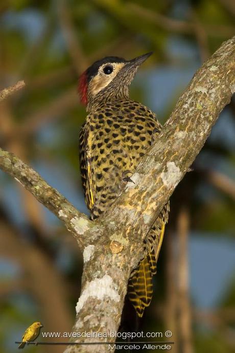 Carpintero real (Green-barred Woodpecker) Colaptes melanochloros Carpintero real (Green-barred Woodpecker) Colaptes melanochloros