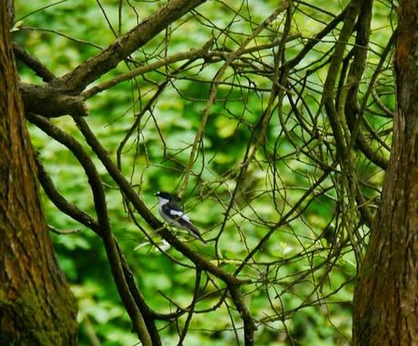 Papamoscas, aguilucho, cigüeñuelas...