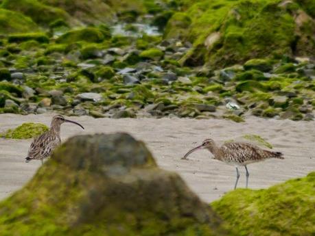 Papamoscas, aguilucho, cigüeñuelas...