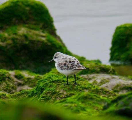 Papamoscas, aguilucho, cigüeñuelas...