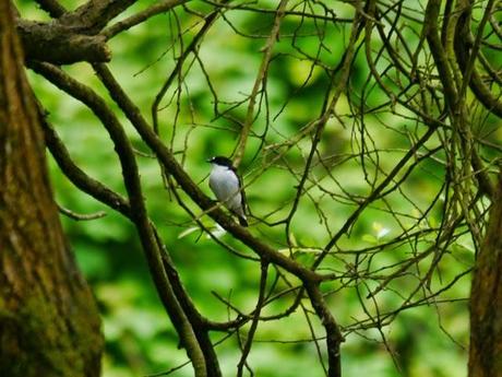 Papamoscas, aguilucho, cigüeñuelas...
