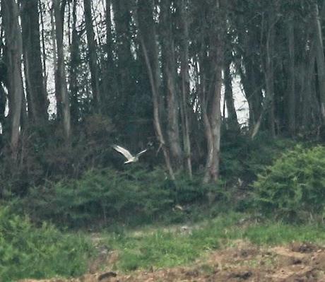 Papamoscas, aguilucho, cigüeñuelas...