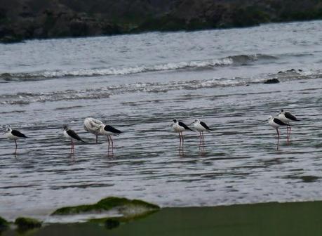 Papamoscas, aguilucho, cigüeñuelas...