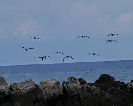 Papamoscas, aguilucho, cigüeñuelas...