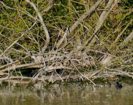 Papamoscas, aguilucho, cigüeñuelas...