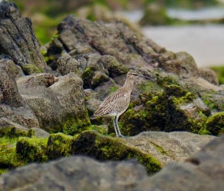 Papamoscas, aguilucho, cigüeñuelas...