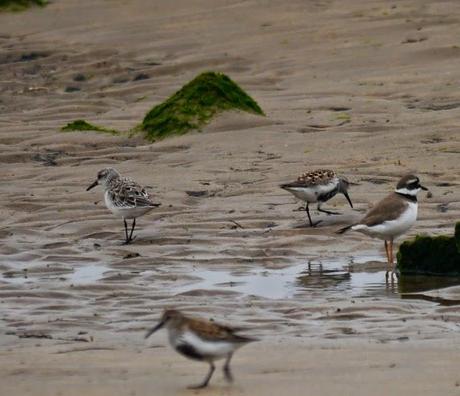 Papamoscas, aguilucho, cigüeñuelas...