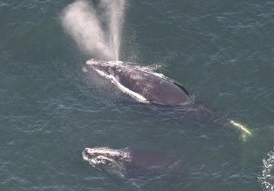 La ballena vasca