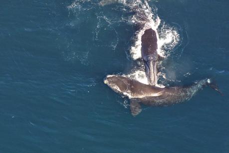 La ballena vasca