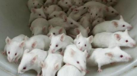 ÓRGANOS PREFABRICADOS