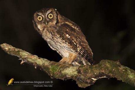 Alicucú común (Tropical Screech-Owl) Megascops choliba