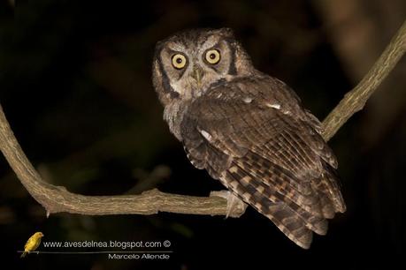 Alicucú común (Tropical Screech-Owl) Megascops choliba