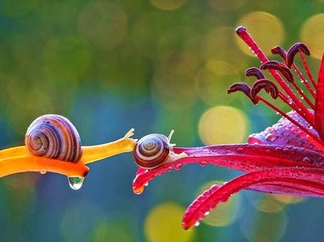 Macrofotografía con caracoles