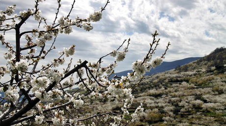Los cerezos del Valle del Jerte suelen florecer en la segunda quincena de Marzo o primera semana de abril. No nos podemos perder este espectáculo a parte de comprar cerezas e ibéricos