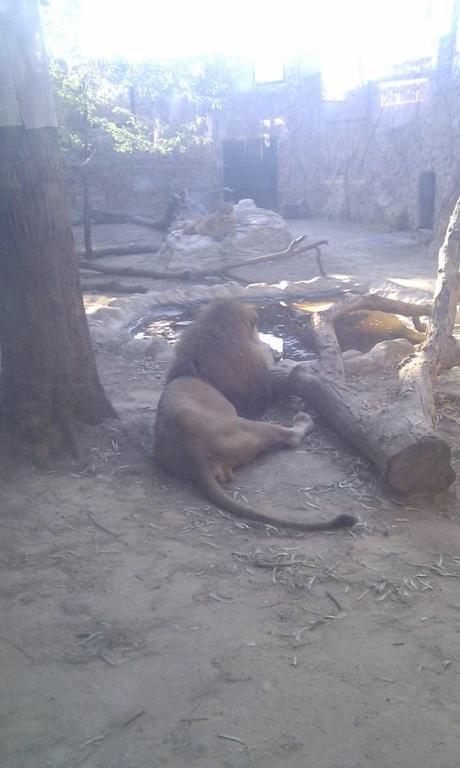 El día de picnic empezó visitando el pequeño pero peculiar zoo de Ayamonte. Choca ver tan cerca del mar leones, tigres, monos, cebras...