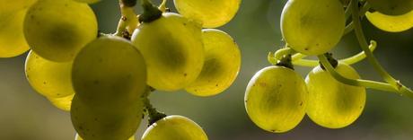 La comunidad de Madrid, en cualquiera de sus zonas, cuenta con una calidad de uva excepcional y característica para la elaboración de vinos y caldos