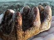 Niño años encuentra diente mastodonte