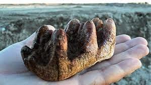 Niño de 9 años encuentra diente de mastodonte