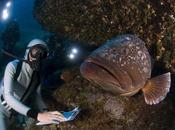 sobrepesca sigue siendo mayor amenaza para Mediterráneo