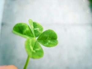 Four leaf clover desktop