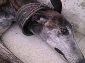 Amber, princesa busca acogida adopción. (madrid)