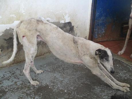 PONCHO, GALGO EN ADOPCIÓN. (CÁCERES)